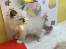 ラグドール【群馬県・男の子・2020年2月25日・ブルーポイントミデット】の写真2「カッコイイ」