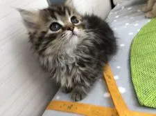 ミヌエット【群馬県・男の子・2018年12月14日・ブラウンタビー】の写真2「可愛さ炸裂中♡♡」