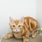 アメリカンショートヘア【群馬県・女の子・2022年5月23日・シルバータビー】の写真2「たくさん遊んでくれる飼主さまいないかなぁ？」