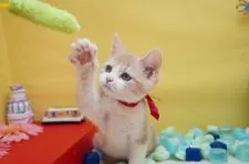 マンチカン(長足)【群馬県・女の子・2020年6月11日・クリームタビー&ホワイト】の写真3「とっても可愛い女の子に成長中💓」