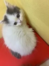 マンチカン(長足)【群馬県・女の子・2020年3月20日・ブルータビー&ホワイト】の写真3「ちょっぴり  びびりちゃん❤」