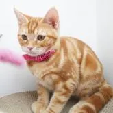 アメリカンショートヘア【群馬県・女の子・2022年5月23日・シルバータビー】の写真3「緊張気味😂💕よく食べる元気な女の子です❣️」