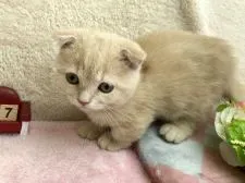 マンチカン(短足)【群馬県・女の子・2018年5月1日・クリームタビー】の写真3「遊ぶの大好きな明るい子です...♪*ﾟ」