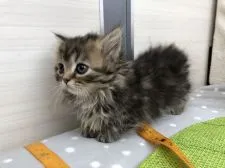 ミヌエット【群馬県・男の子・2018年12月14日・ブラウンタビー】の写真3「極短足くんにゃん💕」