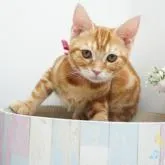 アメリカンショートヘア【群馬県・女の子・2022年5月23日・シルバータビー】の写真4「綺麗な明るいレッドです❤️」