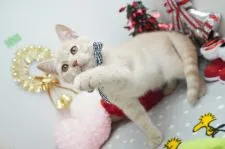 ミヌエット【群馬県・男の子・2021年10月1日・クリームタビー】の写真4「穏やかくんでお利口さん💕」