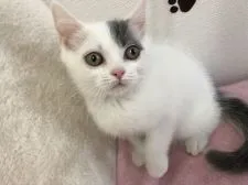 スコティッシュフォールド(立ち耳)【群馬県・男の子・2018年3月3日・ブルー&ホワイト】の写真4「コロコロまん丸くんとは僕のこと？♡」