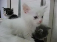 マンチカン【群馬県・男の子・2015年5月16日・ホワイト】の写真4