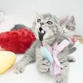 マンチカン(長足)【群馬県・女の子・2023年3月31日・】の写真4「変顔だって得意にゃ🐾🩷可愛い」