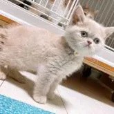 ミヌエット(長足)【群馬県・女の子・2022年12月18日・クリームタビー】の写真5「キレイな丸顔です💓」