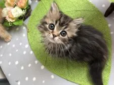 ミヌエット【群馬県・男の子・2018年12月14日・ブラウンタビー】の写真5「可愛い動画も見てにゃー♡♡」