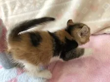 アメリカンカール【群馬県・女の子・2017年12月30日・キャリコ】の写真5「忍び足🐾」