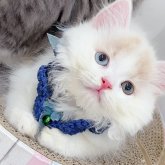 スコティッシュフォールド