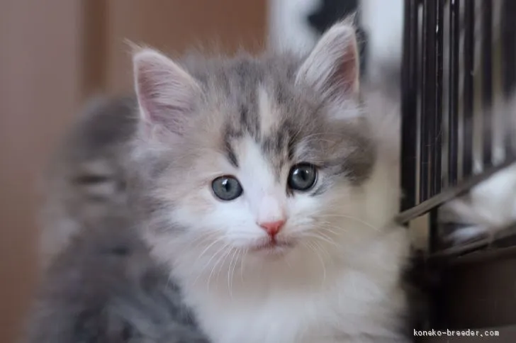 ID：2002-00485の子猫