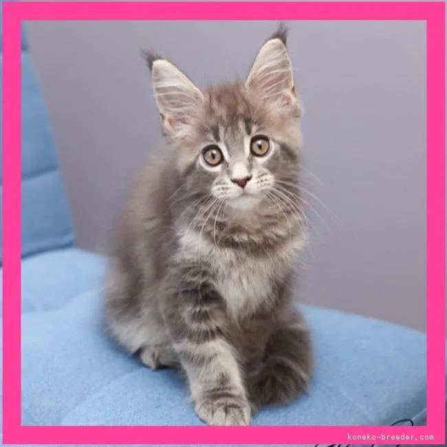 ID：2206-01059の子猫