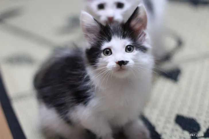 マシュー 様のお迎えした子猫