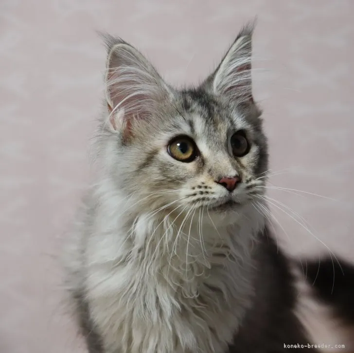 ID：2306-00898の子猫