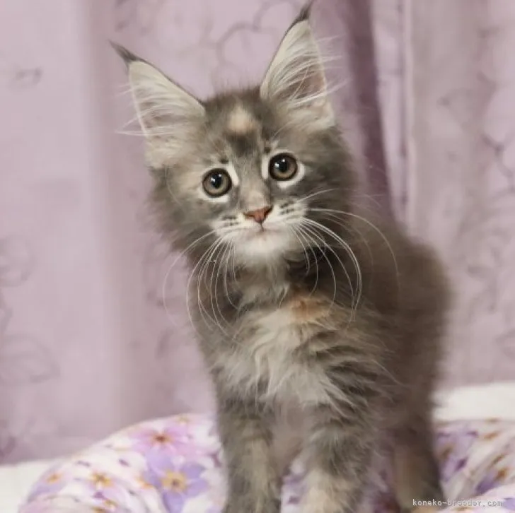 ID：2308-00327の子猫