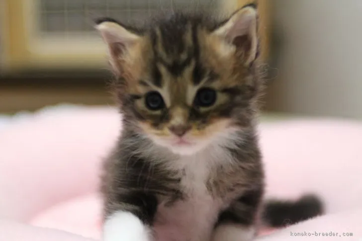 ID：1809-00472の子猫