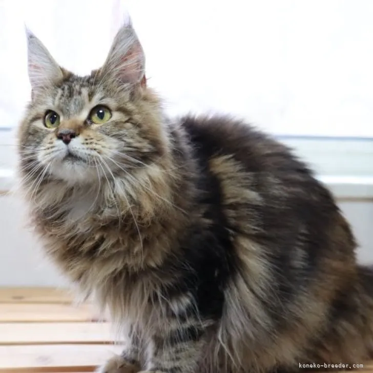 ID：2302-00012の子猫
