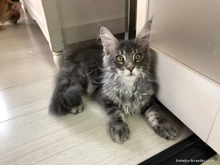 ID：1807-00245の子猫