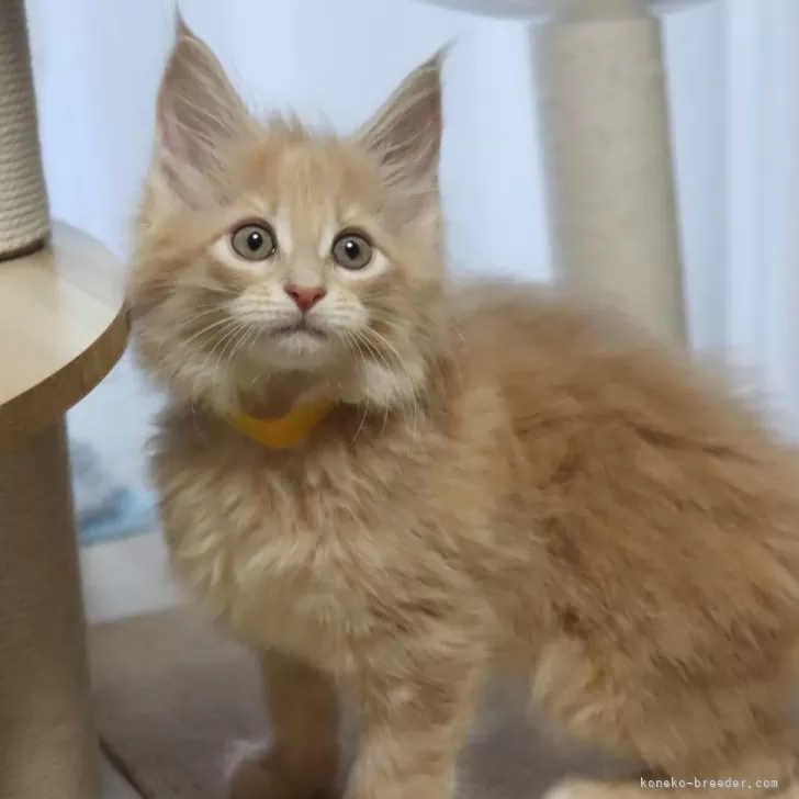 ID：2409-02675の子猫