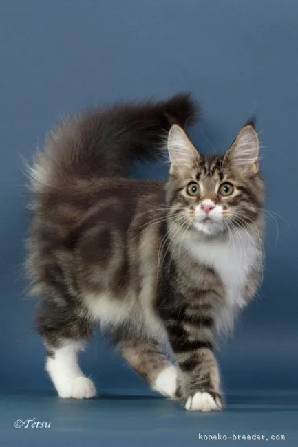 ベル 様のお迎えした子猫