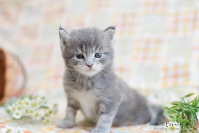 ID：1708-00586の子猫