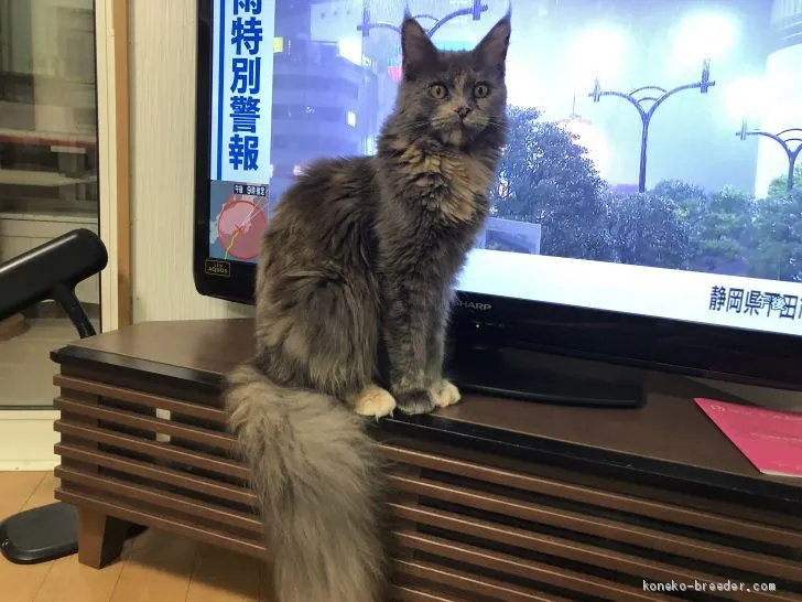 ID：1910-00055の子猫