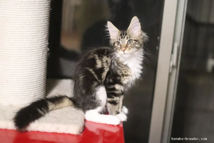 ID：1907-01707の子猫