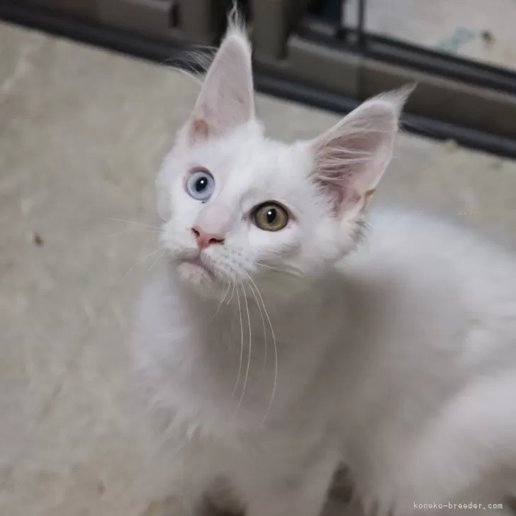 ID：2405-02933の子猫