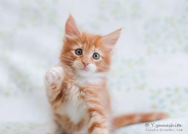 ID：1708-00585の子猫