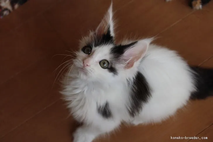 ID：1612-00817の子猫