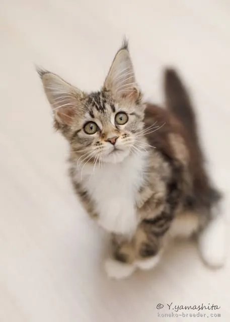 ID：1801-01017の子猫