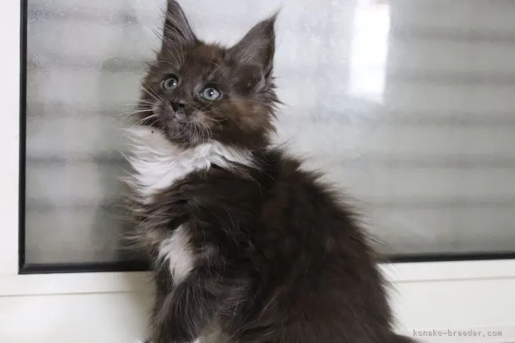 ID：2110-02125の子猫