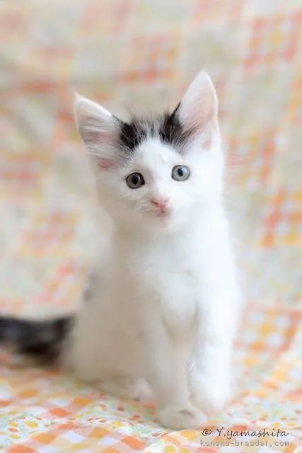 るし 様のお迎えした子猫