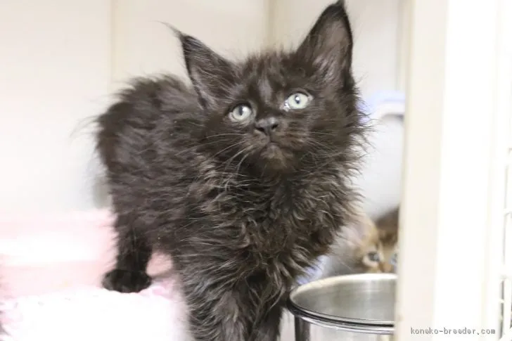 ID：2102-00749の子猫