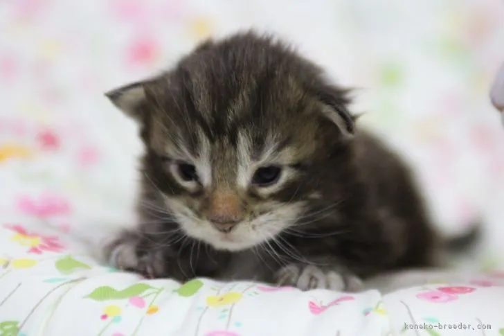 ID：1804-00237の子猫