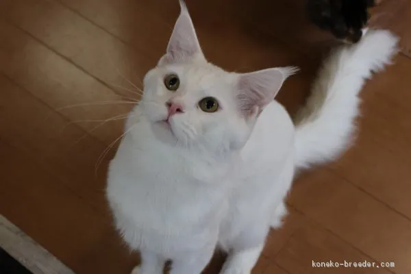 ID：2003-01500の子猫