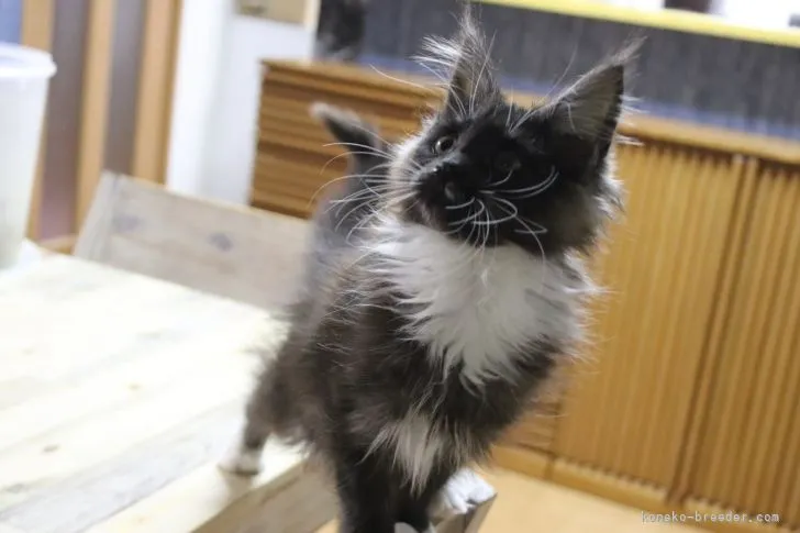 ID：2111-00042の子猫