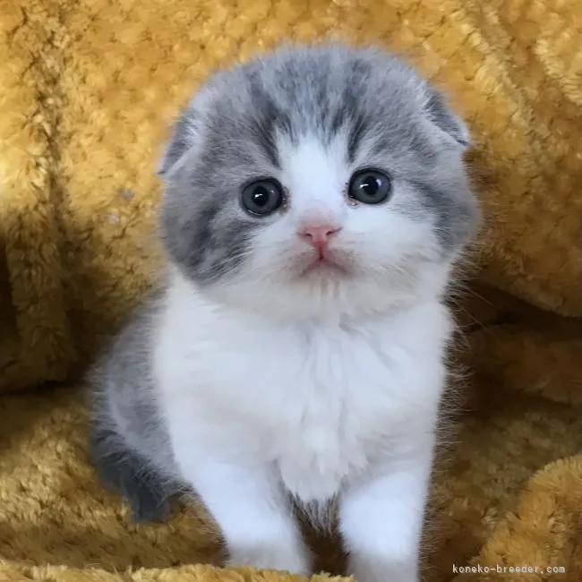 ID：2104-01712の子猫