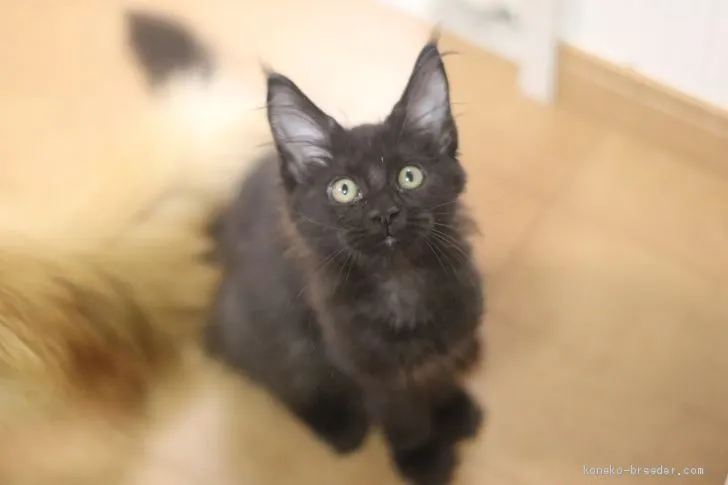 ID：1909-00189の子猫