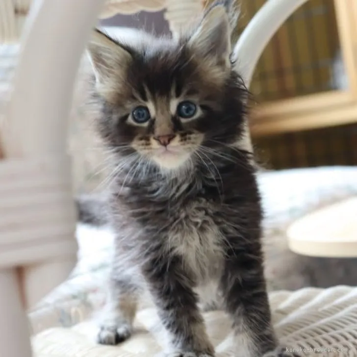 ID：2307-02245の子猫