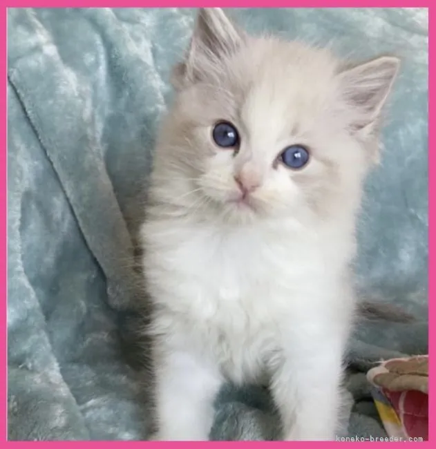 ID:2206-00267の子猫