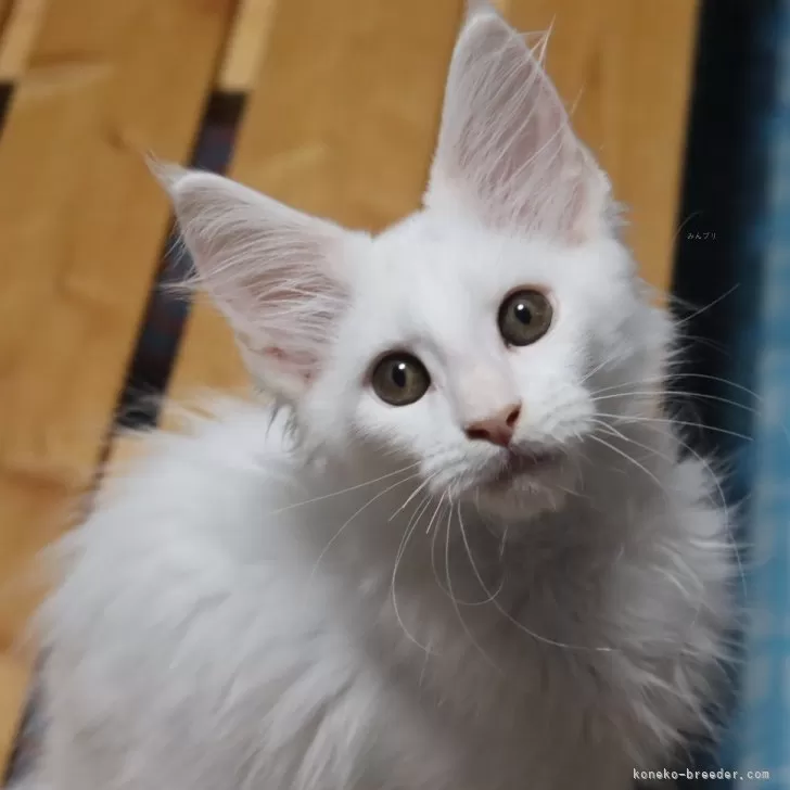 ID：2407-03235の子猫