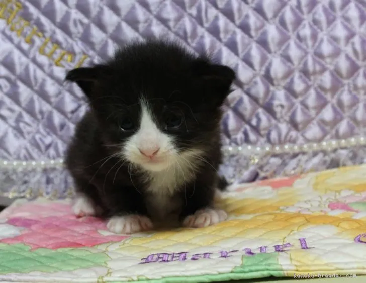 加納 様のお迎えした子猫