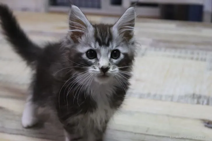 ID：2101-00240の子猫