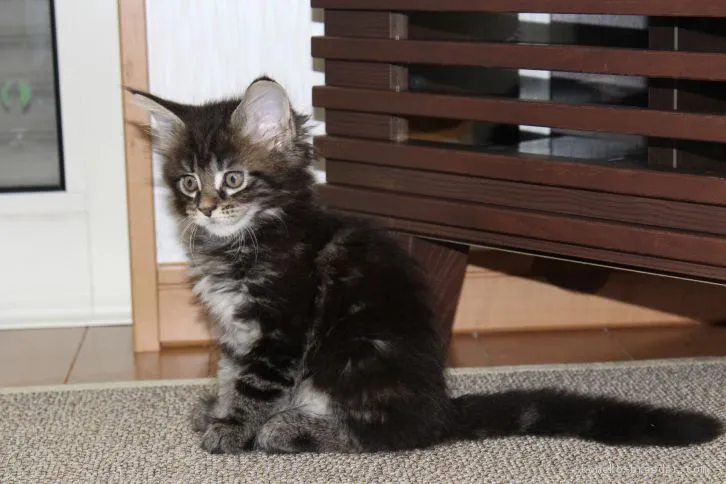 ID：1609-00819の子猫