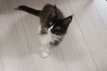 メインクーン【千葉県・女の子・2020年10月8日・ブラック&ホワイト（まだ赤ちゃん毛です）】の写真「ママ似の美人ちゃんですが、サイズが小さい子です」