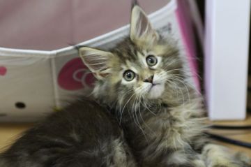 メインクーン【千葉県・女の子・2018年3月6日・ブラウンパッチドタビー】の写真「洗練された可愛い女の子です」